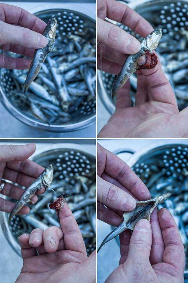 How to clean anchovies or similar small fish. Step by step image grid.