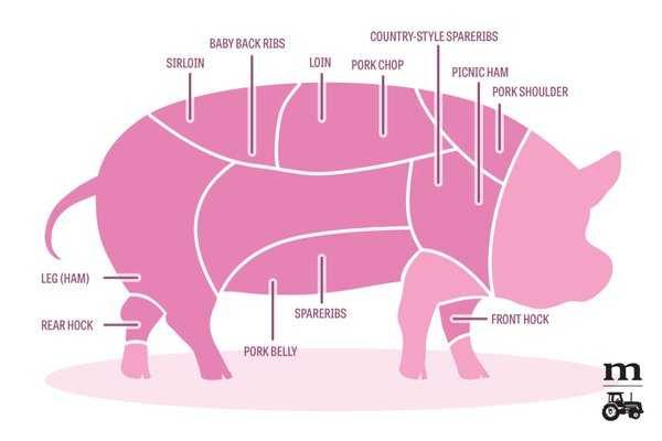 Pork Cuts Diagram showing the location near the neck of the pig for the pork shoulder you need to use. 