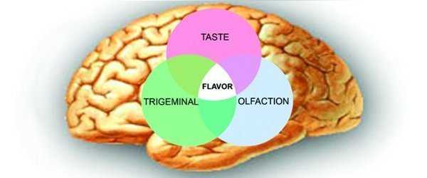 The perception of flavor is synthesized in the brain through input from taste, smell and mouthfeel senses.