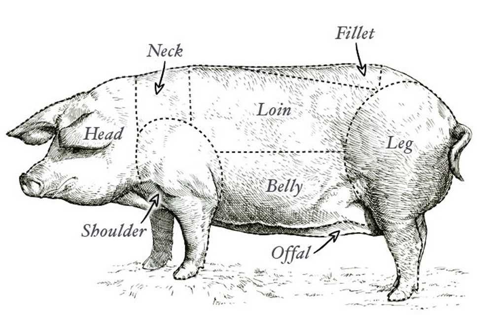 Diagram of pork cuts, showing pork collar (neck) location on the animal