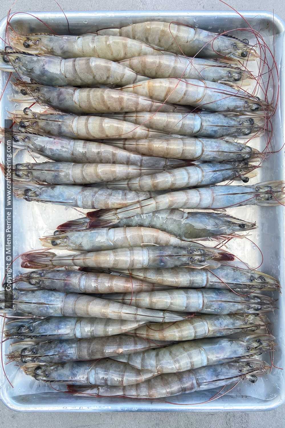 Raw jumbo shrimp
