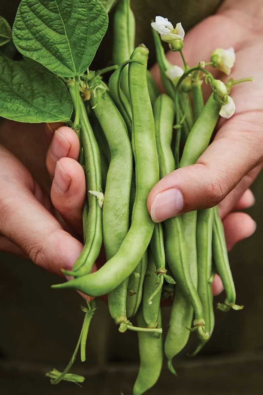 Stringless green beans by Burpee Seed Company.